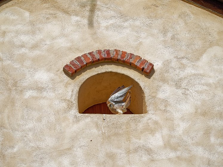 Kestel in the Vosges